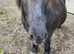 Standard Shetland for sale 10.2hh