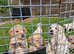 Litter of 9 multi shade puppies (4 left)