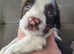 Beautiful English Springer puppies ready in 2wks