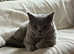 Dating Cat