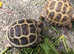 Horsfield tortoises ready now £120