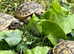 Mediterranean Spur Thighed Garden tortoises BUY TWO together