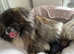 Shiranian puppies ( Pomeranian cross imperial shihtzu)