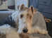 Male fox terrier