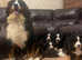 Outstanding Bernese Mountain puppies available