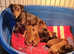 Jack Russell Puppies READY NOW