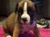 Boxer Puppies for Sale - Red