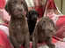 Stunning puppies