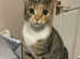 I have these beautiful cats for sale