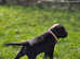 Cane Corso Italian mastiff stunning puppies