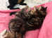 Norwegian Forest x Scottish Fold kittens