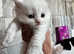 turkish angora mix scottish fold