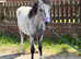 Yearling welsh a filly