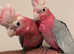 Baby HandReared Friendly Silly Tame Galah Cockatoo