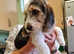 Petite Bassat Griffon hound puppies for sale