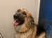 German shepherd bitch