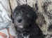 Bedlington terrier pups.
