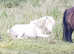 Licenced SPSBS registered SA Clear proven mini stallion