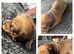 KC Miniature Dachshund (Shaded Red)