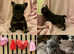 **READY TO WALK** French bulldog girls available **READY NOW**