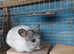 WHITE CHINCHILLA FEMALE BABY