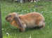 Neutered Velveteen Lop