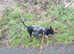 Looking for loving home for tito