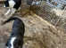 Aust Shep x Collie