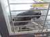 Hand tamed African Grey Parrots