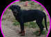Rottweiler puppies