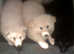 Beautiful K.C. Reg. German Shepherd Puppies