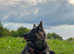Blue & Tan female German Shepherd