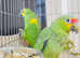 Stunning baby Amazon parrot