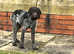 Gorgeous GWP Pup