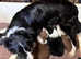 Australian Shepherd cross border collie