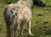 Appaloosa Standard Shetland Foal