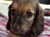 READY NOW Amazing long haired shaded cream miniature dachshunds