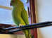 Stunning baby Indian ringnick parrot