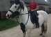 13.1hh coloured cob