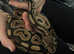 Female pastel ball python