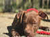 Dogue de Bordeaux mixed breed
