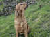 Golden Irish Boy available