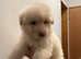 Rare kcreg Isabella,white,blue German shepherd pups