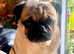 Beautiful stunning loyal boy pug