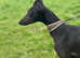 Collie whippet greyhound