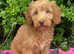 Miniature/Medium Size Goldendoodle Puppies