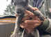 Beautiful Lurcher puppies