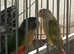 1 pair pineapple conure for sale!