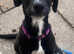 POINTER PUPPIE