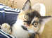 GCCF registered Devon Rex variants